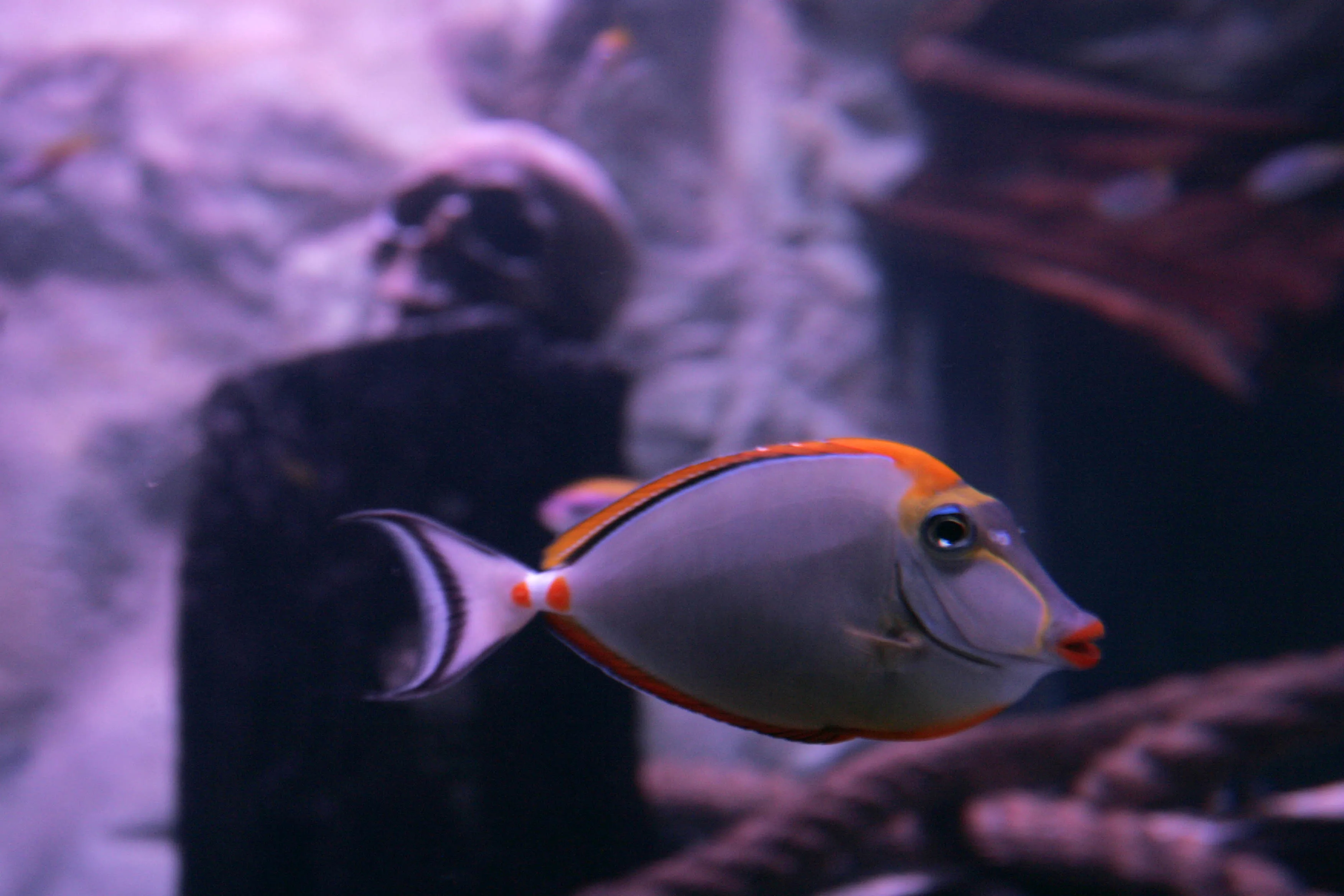 SEALIFE Fish