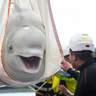 Beluga Whale transport