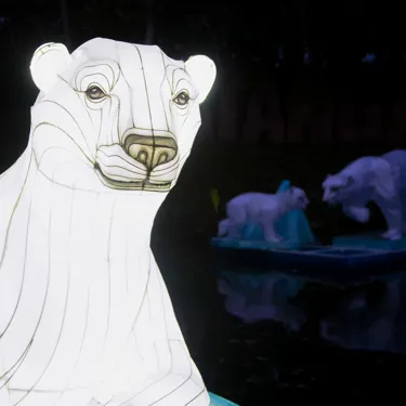Lightopia Polar